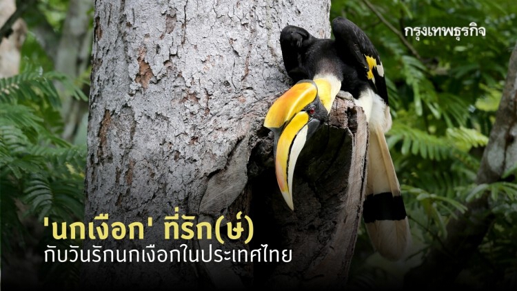 วันรักนกเงือก ถึง 'นกเงือก' ที่รัก(ษ์)