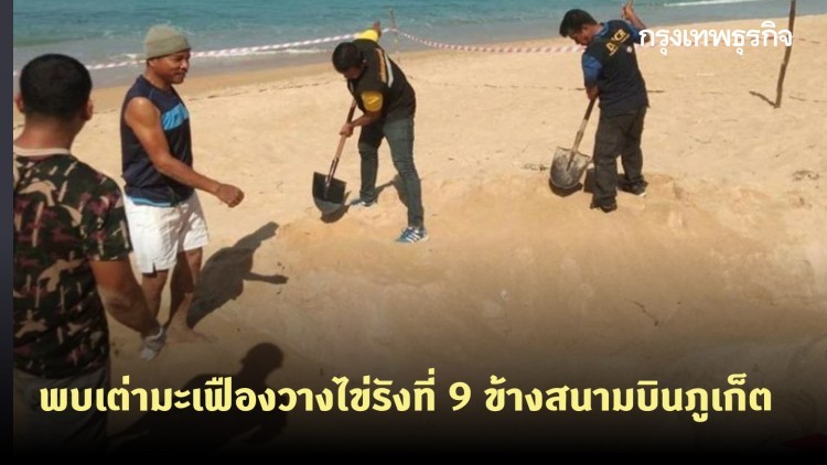 พบเต่ามะเฟืองวางไข่รังที่ 9 ข้างสนามบินภูเก็ต