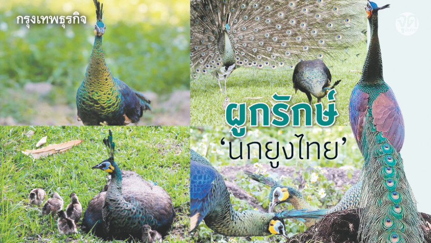 อนุรักษ์ ‘นกยูง’ แห่งป่าเมืองพะเยา สู่แบรนด์ไทยบนเส้นทางสายไหม