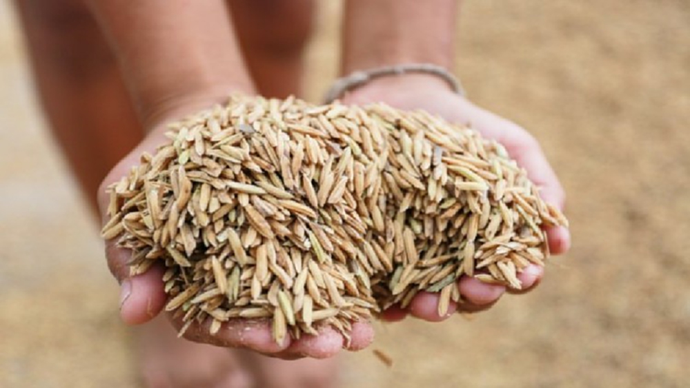 นบข. เห็นชอบโครงการประกันภัยข้าวนาปี 63 วงเงินงบประมาณ 2.9 พันล้านบาท