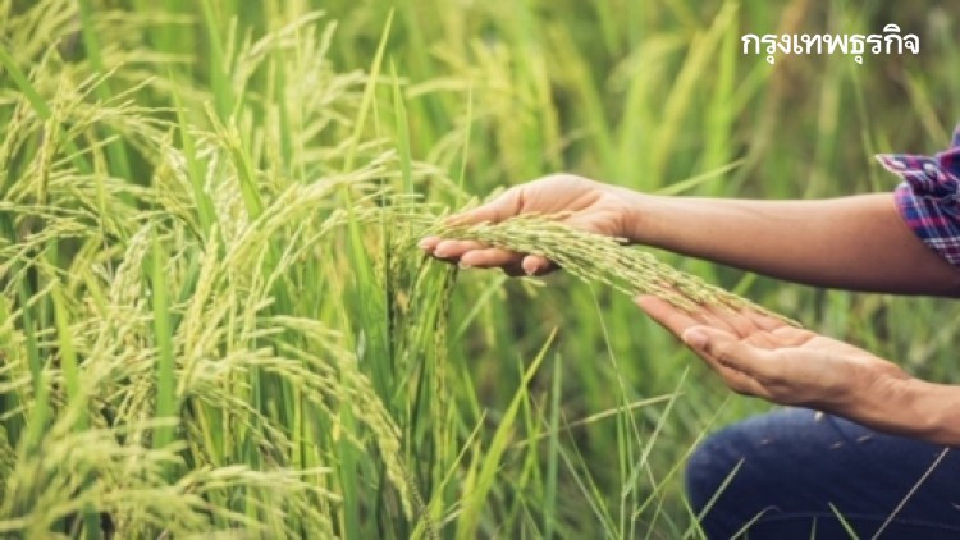 มหิดลวิจัย ‘เมดิคัลฟู้ด’จากข้าวไทย
