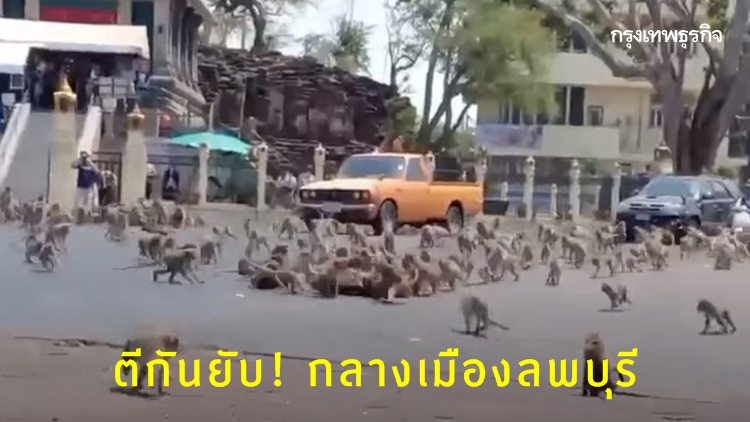 ใส่กันยับ! แก๊งลิงนับร้อยเปิดศึกกลางเมืองลพบุรี แย่งนมเปรี้ยว
