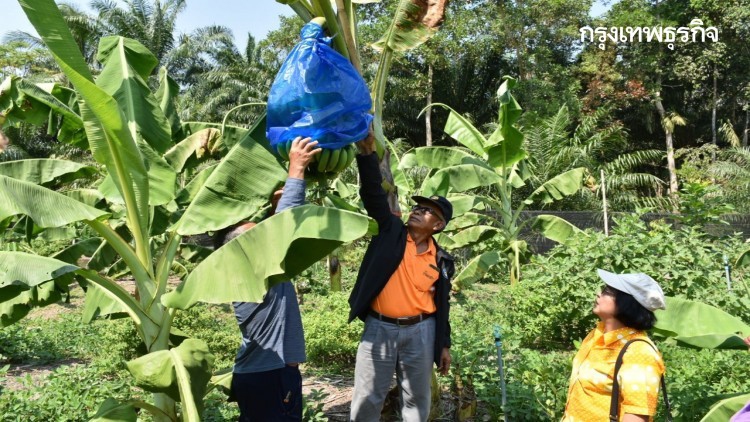 โควิด-19 พ่นพิษฉุดราคามะม่วง-กล้วยหอมทองร่วง