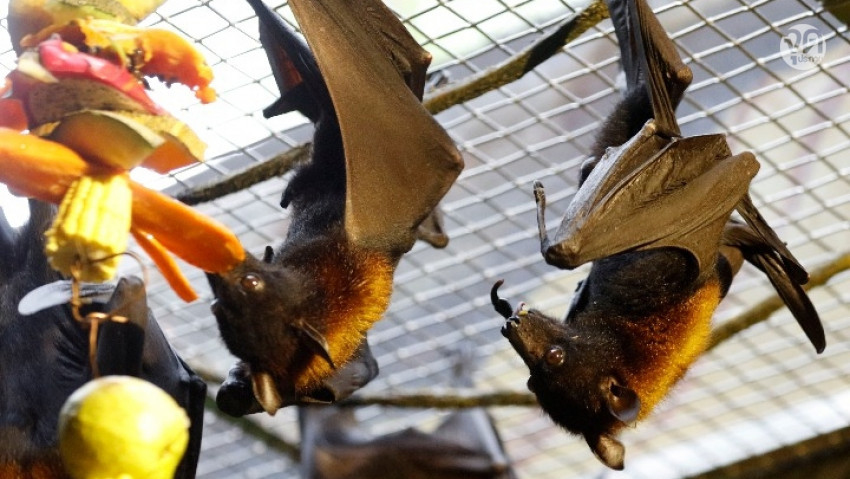 ผลจาก 'COVID-19' จีนส่วนใหญ่ร้องยี้เมนู 'ค้างคาว'