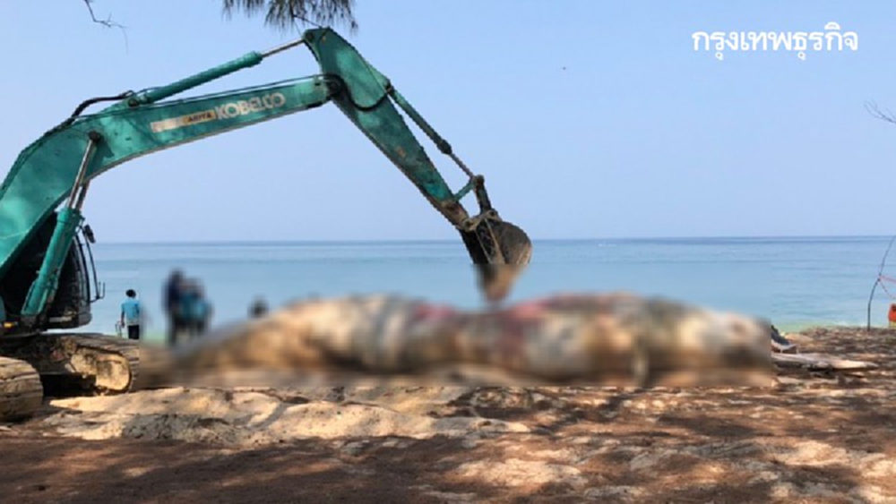 ผ่าซากวาฬบรูด้าตายทั้งกลม หาสาเหตุการตาย