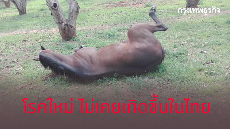 คาดม้าแข่งล้มกว่า 42 ตัว เป็นโรคแอฟริกันฮอสซิกเนส ไม่เคยเกิดขึ้นในไทย