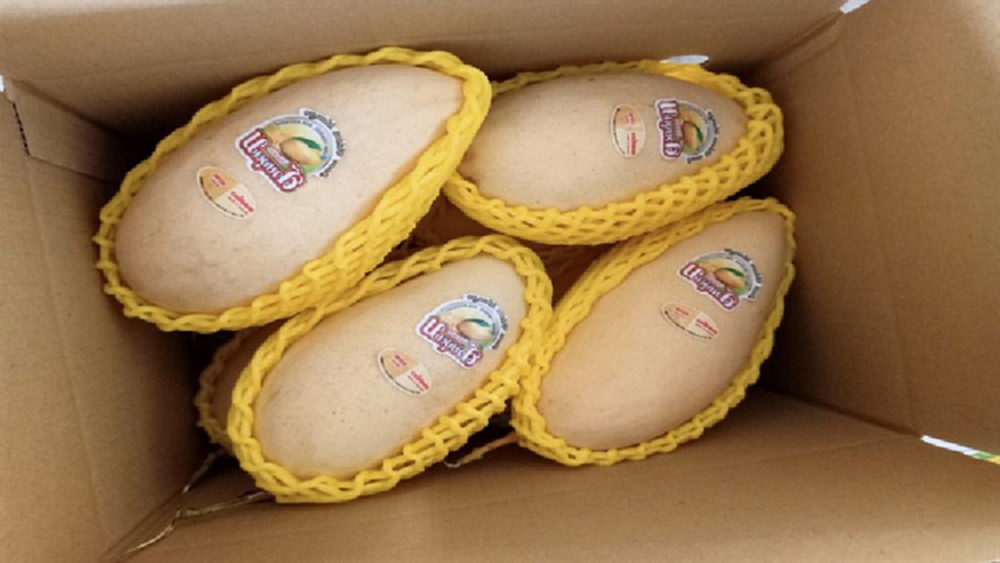 เกษตรฯ ปรับกลยุทธ์สู้โควิดกระจายมะม่วง ผ่านออนไลน์ส่งฝากหมอ  