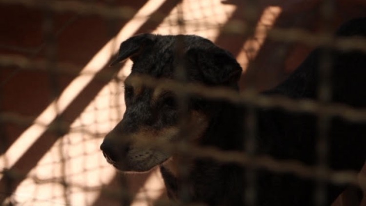 วอนอย่าทิ้งสัตว์เลี้ยงในช่วงวิกฤตโควิด-19