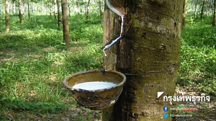 กยท.ขอเอี่ยวเงินกู้ 1 ล้านล้าน ชง ครม.ขอ 3.5 หมื่นล้านประกันราคายางพาราเฟส2