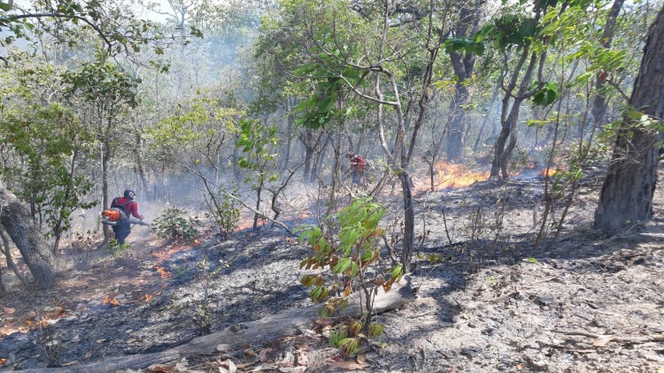 ผลกระทบไฟป่า | Green Pulse