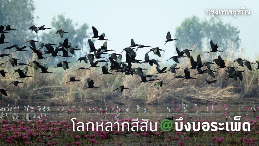 สีสัน@บึงบอระเพ็ด ธรรมชาติจะเยียวยาทุกสิ่ง