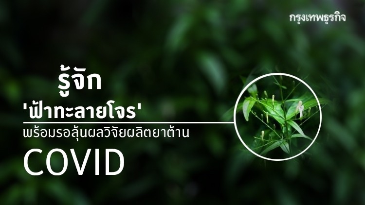 เช็คสรรพคุณ 'ฟ้าทะลายโจร' พร้อมลุ้นผลวิจัยยาต้าน COVID-19!