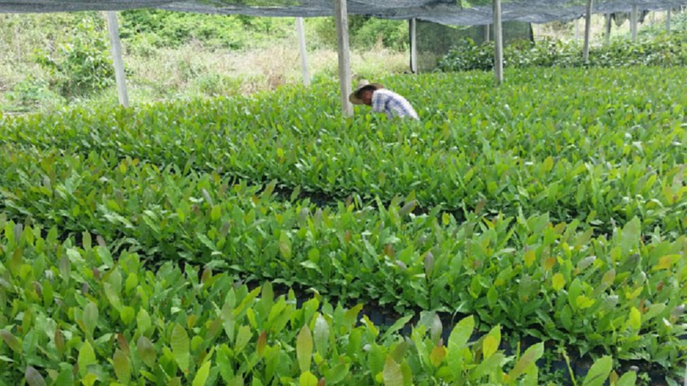 ทส. เตรียมวางแผนฟื้นฟูป่าภาคเหนือ ดีเดย์วันต้นไม้ประจำปีของชาติ