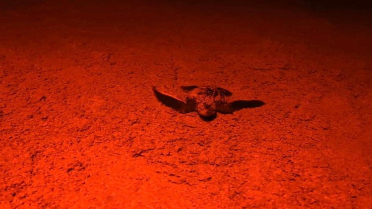 พบเต่ามะเฟืองขึ้นวางไข่มากที่สุดในรอบ 20 ปีหลังปิดหาดเพราะโควิด