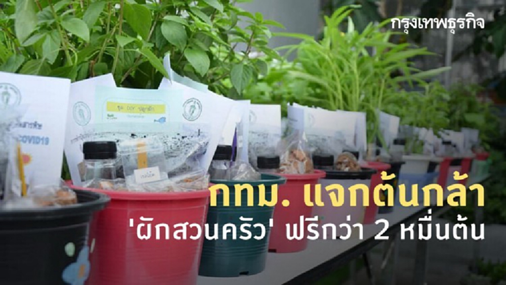 กทม. แจกต้นกล้า 'ผักสวนครัว' ฟรีกว่า 2 หมื่นต้น