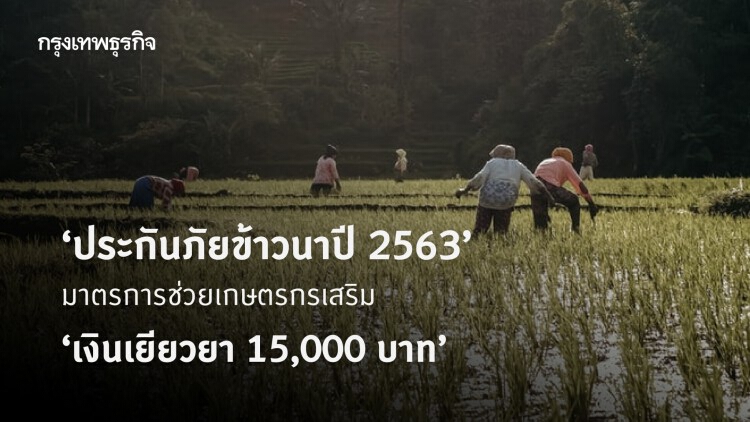 เปิดเงื่อนไข ‘ประกันภัยข้าวนาปี 2563’ ช่วยเกษตรกรเพิ่มจาก ‘เงินเยียวยา 15,000 บาท’