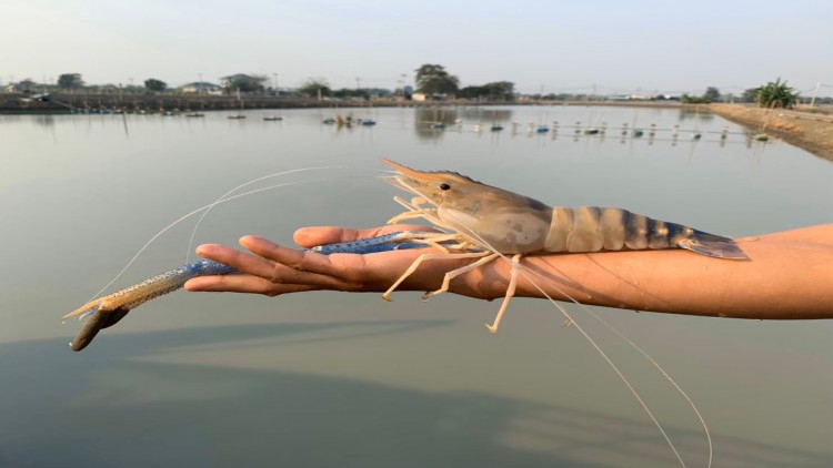 โมเดิร์นเทรด - ปั๊มน้ำมันช่วยขายกุ้งก้ามกราม