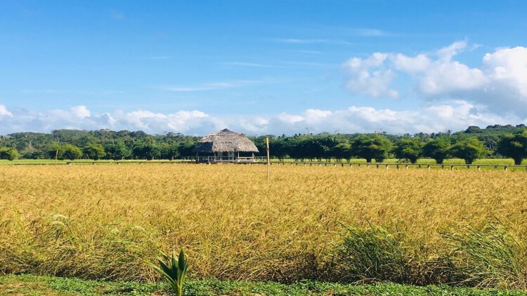 'ประภัตร' จี้ผลิตพันธุ์ข้าวพร้อมประกันราคาซื้อคืนตันละ 1.1 หมื่นบาท