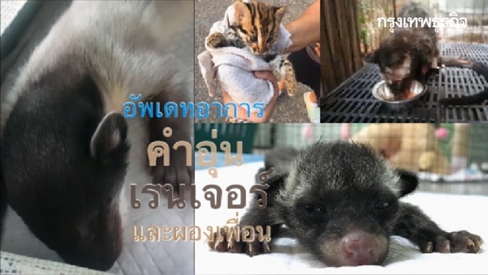 วันนี้ของ เรนเจอร์ คำอุ่น และผองเพื่อนที่รอดชีวิตจากมหันตภัยไฟป่า