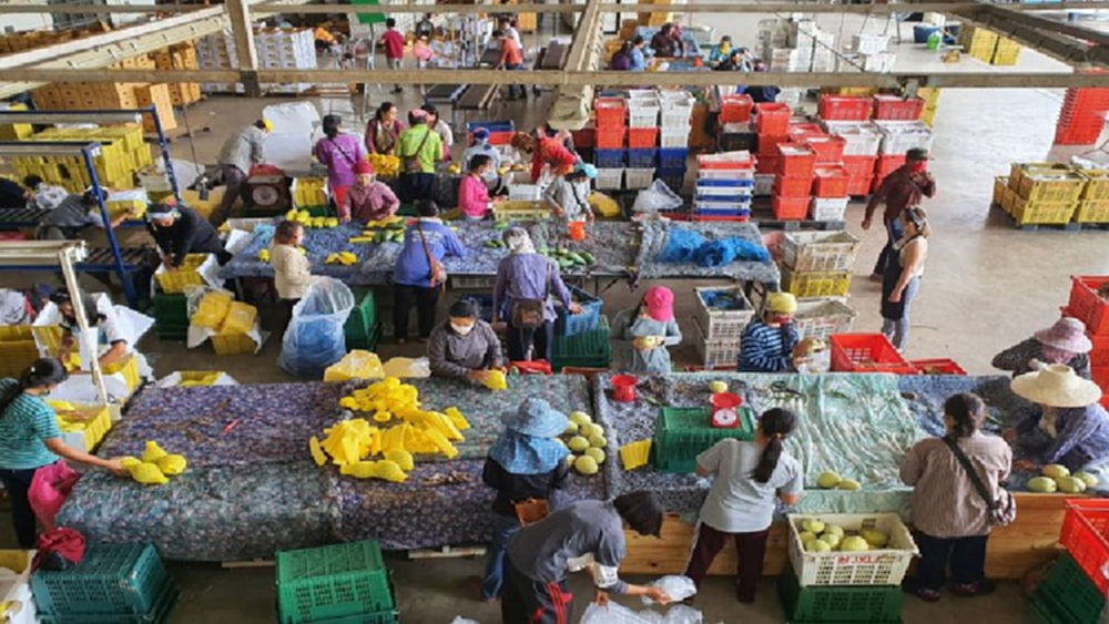  ล้งไทยรณรงค์คนไทยซื้อผลไม้ช่วยชาวสวนหลังเจอพิษโควิด-19