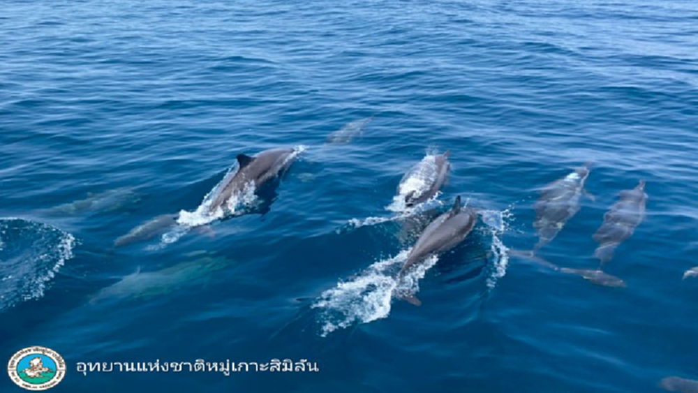 ผู้เชี่ยวชาญทางทะเล แนะรัฐศึกษาข้อมูลทส.ในพื้นที่ ก่อนทำแผนเปิด-ปิดให้ธช.พักฟื้น