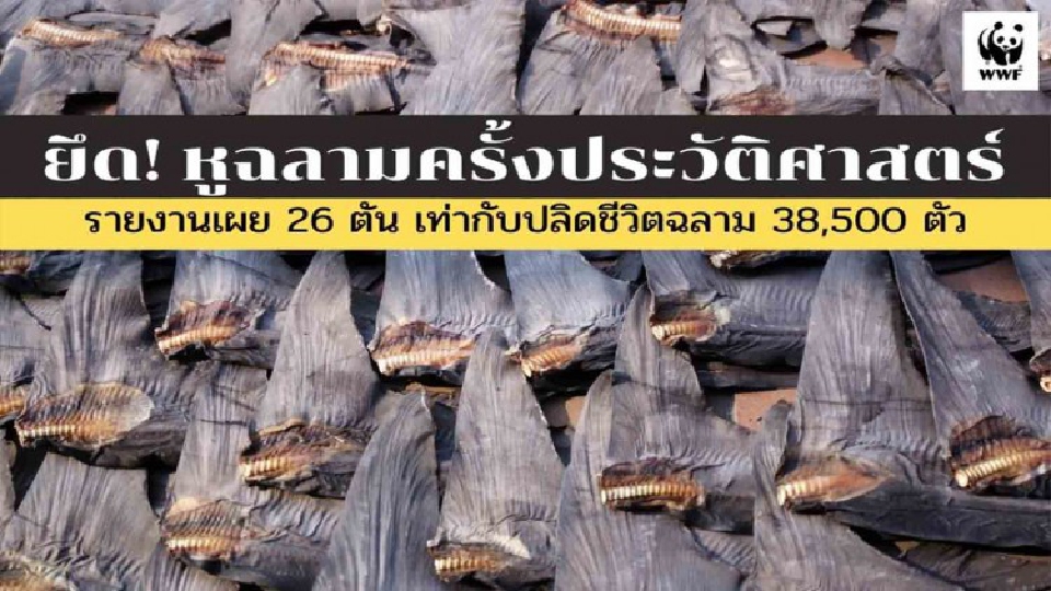ศุลกากรฮ่องกง แถลงยึด 'หูฉลาม' กว่า 26 ตัน มากสุดในประวัติศาสตร์