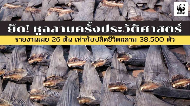 ศุลกากรฮ่องกง แถลงยึด 'หูฉลาม' กว่า 26 ตัน มากสุดในประวัติศาสตร์