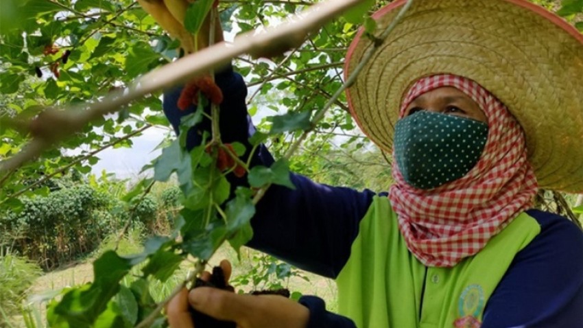 เกษตรกรอุ่นใจเดินหน้าพัฒนาผลผลิต สู่ ‘Thai Organic Platform’