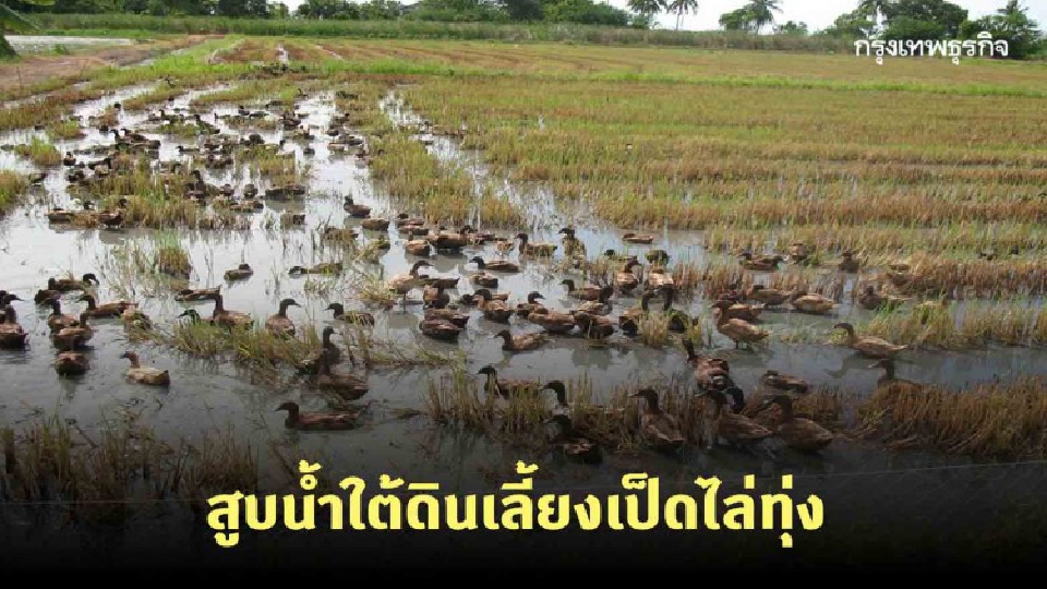 พิจิตรแล้ง สูบน้ำใต้ดินเลี้ยงเป็ดไล่ทุ่ง