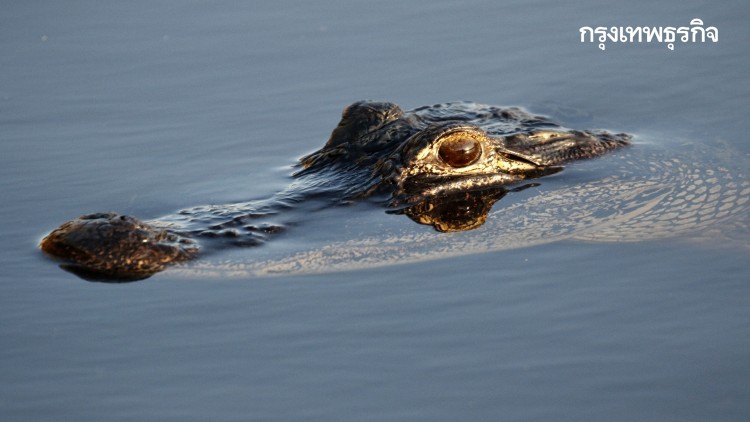 ปิดตำนาน ‘จระเข้หนังเหนียว’ ยุคสงครามโลกครั้งที่ 2