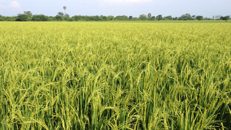 ข้าวไทยแพงทำชวดประมูลที่ฟิลิปปินส์