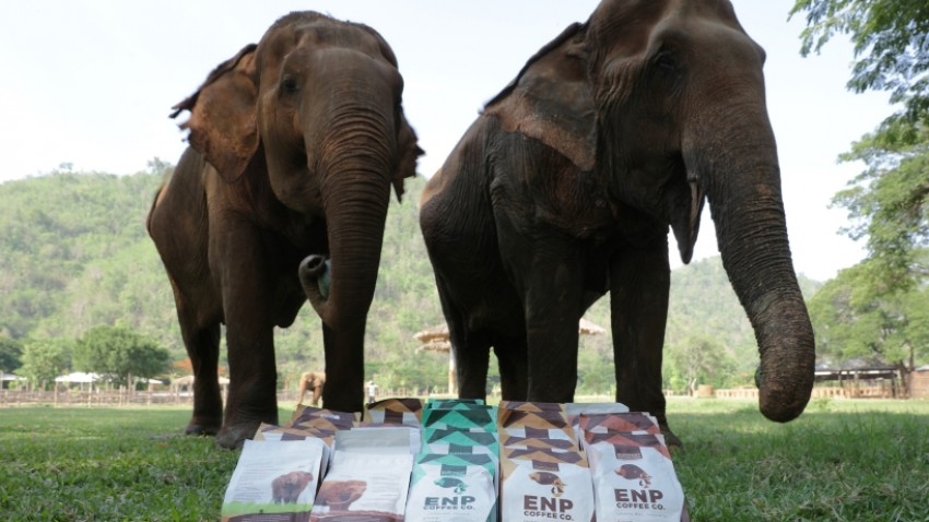 'Virtual Tour' ศูนย์อนุรักษ์ช้าง ช่วยช้างไทยและกาแฟชุมชน