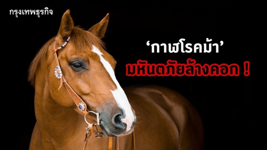 ‘กาฬโรคม้า’ มหันตภัยล้างคอก !