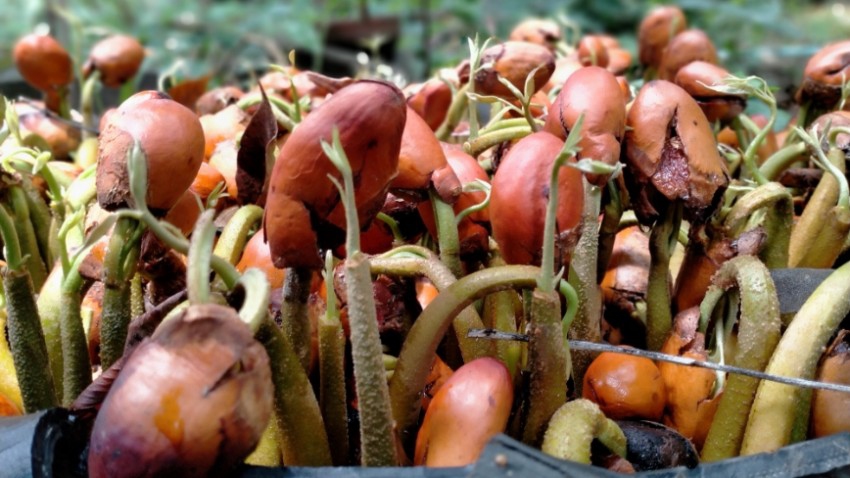 ถอดรหัส‘ทุเรียนไทย’  ผลไม้เหนือกาลเวลา