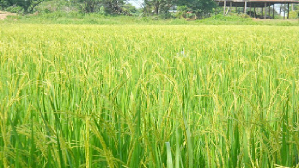 ส่งออกข้าวไทยตกแชมป์ เร่งดันยุทธศาสตร์ข้าว 5 ปี