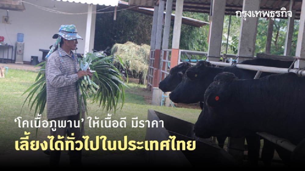 ‘โคเนื้อภูพาน’ ให้เนื้อดี มีราคา เลี้ยงได้ทั่วไปในประเทศไทย