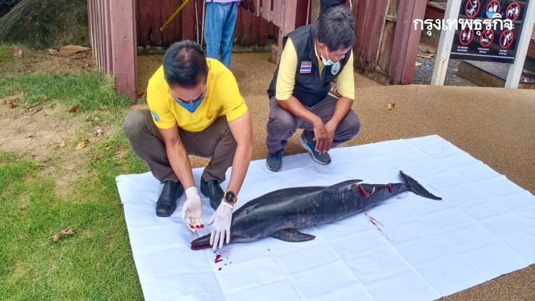 พบซากโลมากระโดด เกยชายหาดเขาหลัก