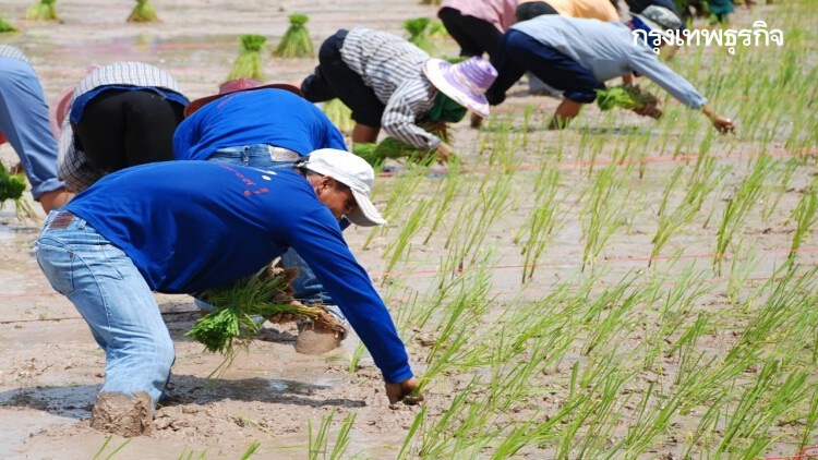 'กรมการข้าว' เคาะยกเลิกโครงการแจกพันธุ์ข้าวช่วยภัยแล้ง 62