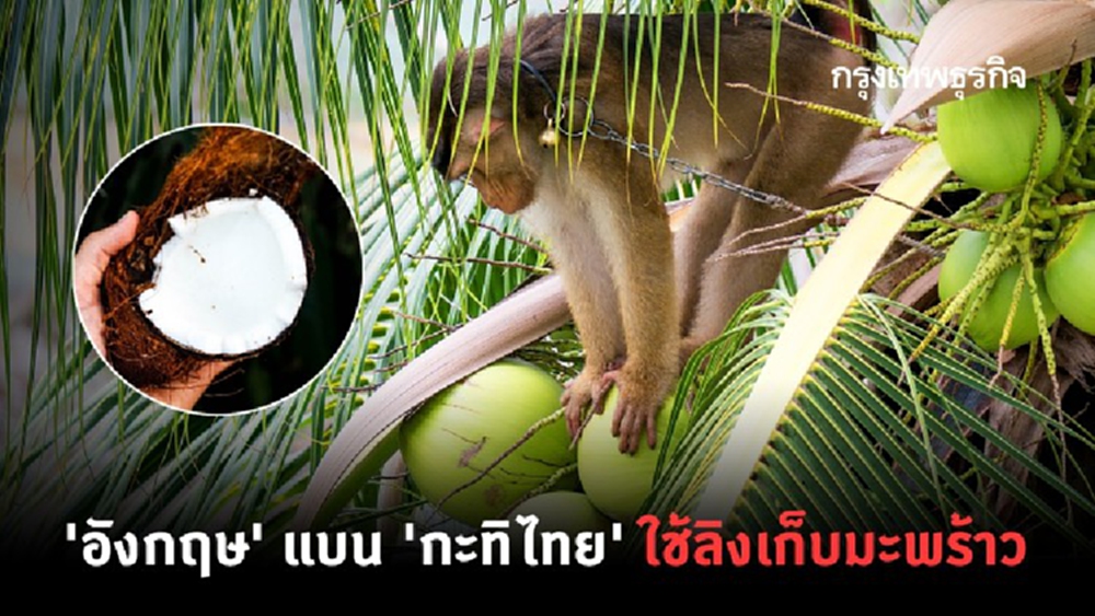 'อังกฤษ' แบน ‘กะทิไทย’ ใช้ลิงเก็บมะพร้าว