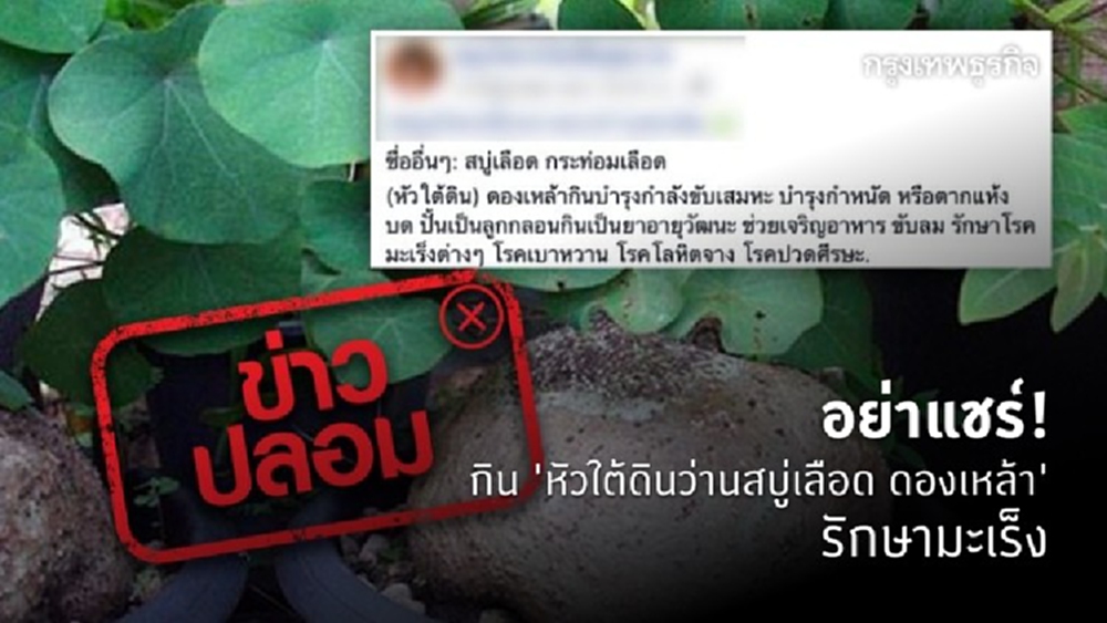 กินหัวใต้ดิน 'ว่านสบู่เลือด' ดองเหล้า รักษามะเร็งในมนุษย์ไม่ได้