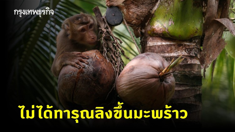 คนเลี้ยงลิง สุราษฎร์ฯ ยันไม่ได้ทารุณลิงขึ้นมะพร้าว ชี้ดูแลรักเหมือนลูก