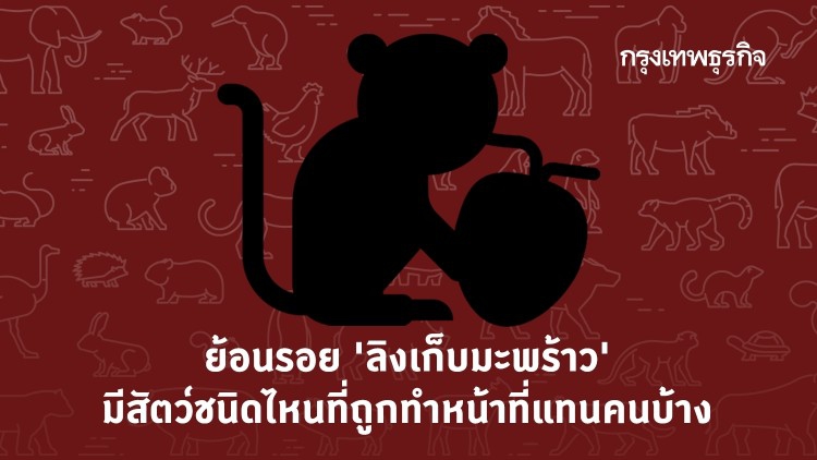จาก 'ลิงเก็บมะพร้าว' ชวนส่องสัตว์ทักษะสูง ที่ถูกฝึกมาช่วยงานมนุษย์