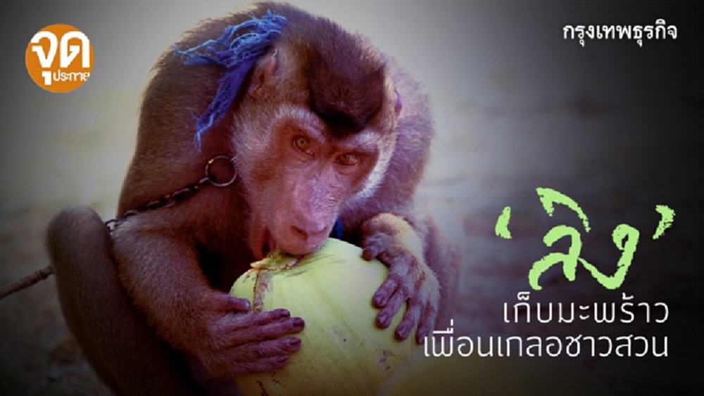 ‘ลิงเก็บมะพร้าว’  เพื่อนเกลอของชาวสวน