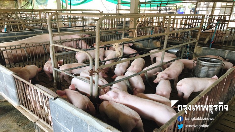 'พาณิชย์'เล็งคุมราคาเนื้อหมู