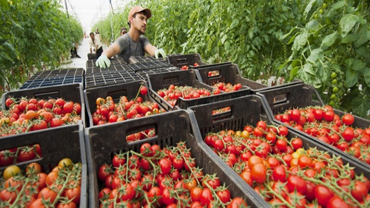 แรงงานไทยเฮ! 'อิสราเอล' ลงนามจ้างงานภาคเกษตร 2.5 หมื่นคน