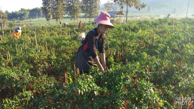 'มนัญญา' เล็งปลด 13 พืชออกบัญชีวัตถุอันตราย 2