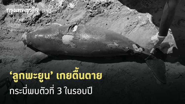 สลด! 'กระบี่' พบลูก 'พะยูน' เกยตื้นตายหาดอ่าวน้ำเมา ตัวที่ 3 ในรอบปี