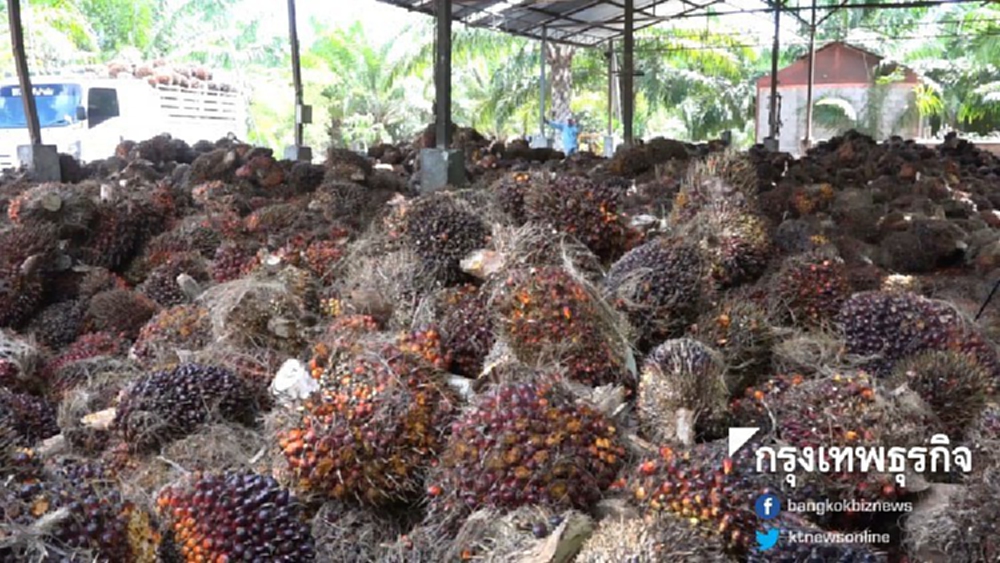 'ราคาปาล์มน้ำมัน' จ่อร่วงหลังสต็อกล้น 