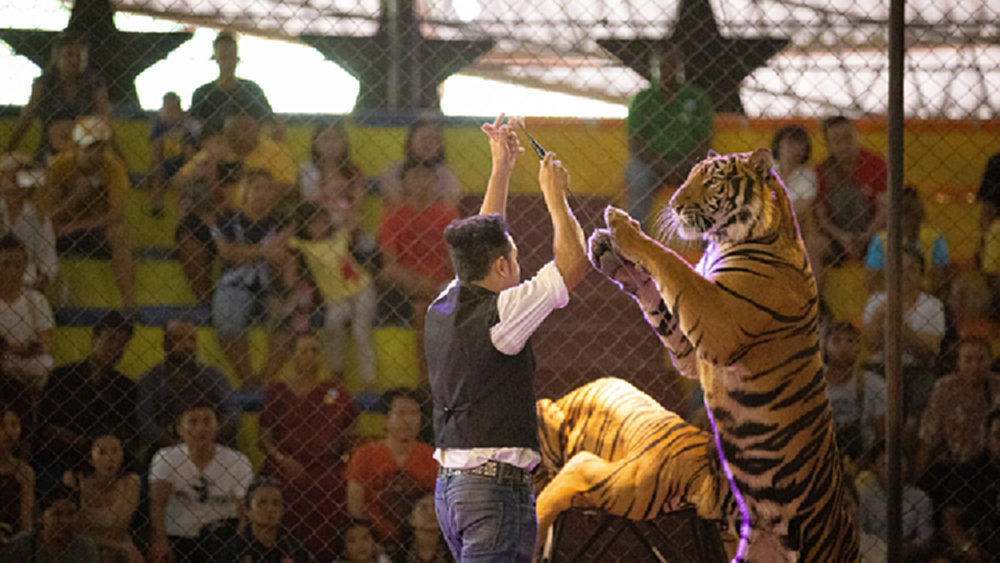 แหล่งเที่ยวชลบุรี จัดโปรฯสนองนโยบายรัฐ 'สวนเสือศรีราชา' ลด 50% เด็กเข้าฟรี