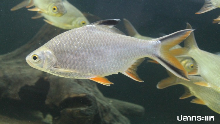 กรมประมงปล่อยปลาไทยในโอกาสวันเฉลิมพระชนมพรรษา